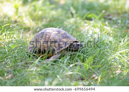 Turtle walking on the grass. Eastern Hermann's tortoise, European terrestrial turtle, Testudo hermanni boettgeri