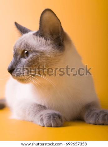 
Birman cat kitty on yellow background
