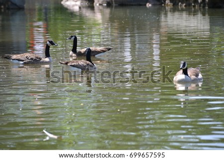 Canadian geese paddling down a river