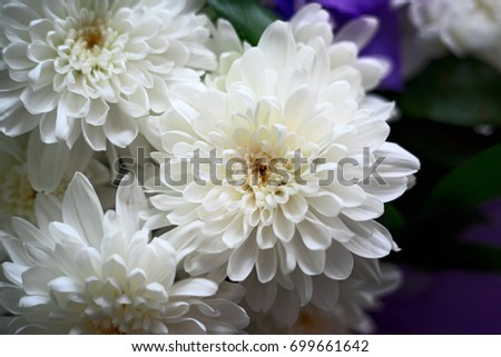 White flowers in a bouquet of Chrysanthemums, close