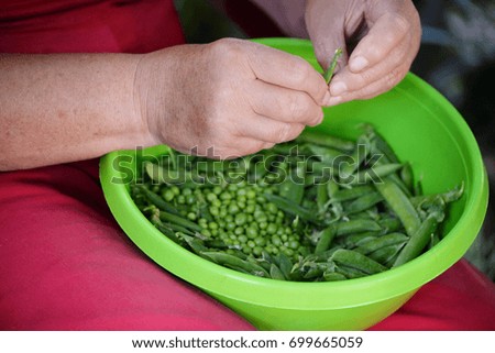 Hands of old woman hulled peas from shell. Woman hand cleaning green peas. Fresh peas in woman hand
