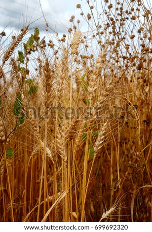 Wheat and tares Royalty-Free Stock Photo #699692320