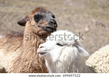 Llamas and alpacas in the field, near to Colca Valley, Peru, during the dry season in the morning, with a sunny day Royalty-Free Stock Photo #699697522
