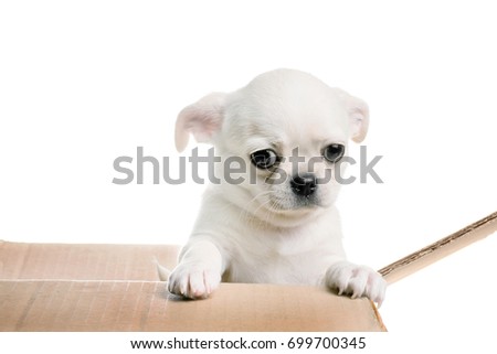 Chihuahua puppy looking out of the box. Isolated on white