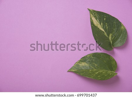 Creative nature green leaves on pink background.