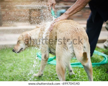 Shower dog
