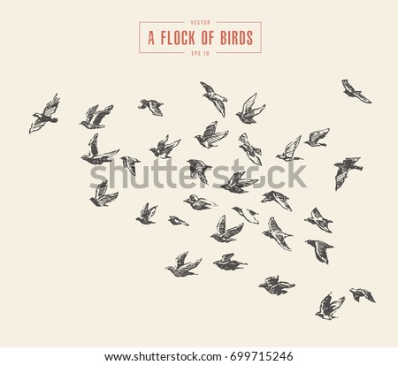 A flock of birds, hand drawn vector illustration, sketch