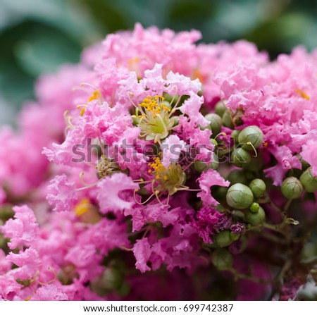 Beautiful pink Crepe Myrtle flower tree