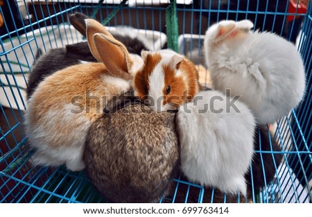 Guinea Pig on top of Bunnies