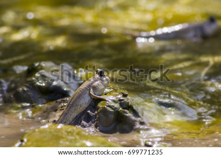 Mudskipper fish, Amphibious fish.
