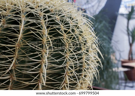 Cactus ornamental plants 