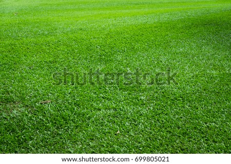 Green grass in perspective view for background