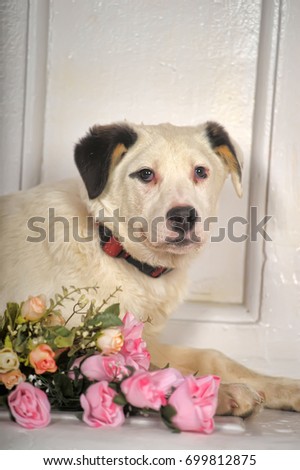 Homeless mongrel with flowers in the studio