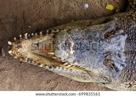 crocodile,Sharp teeth,Amphibians