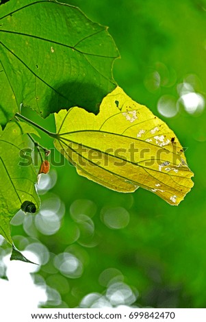 Green leaf on light