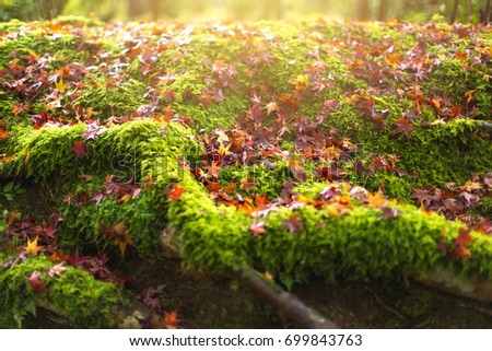 moss and maple rainforest autumn nature background