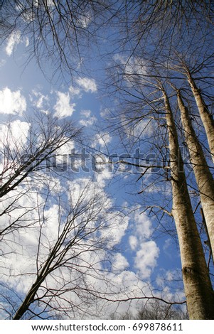 Sky and trees
