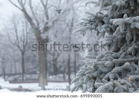 Spruce branches covered with hoarfrost