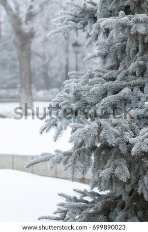 Spruce branches covered with hoarfrost