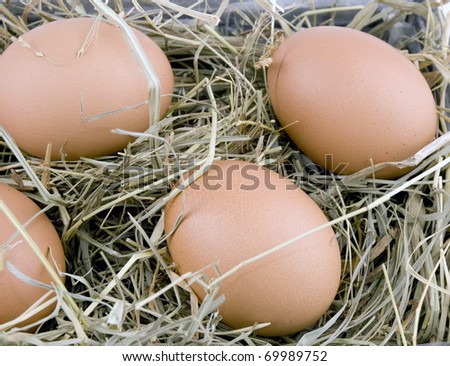 Closeup picture of fresh eggs lying on hay