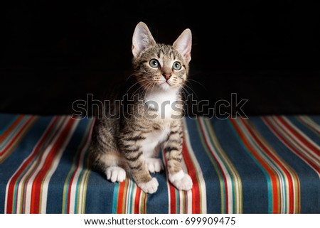 Cute tabby kitten on a colorful striped cushion with dark background