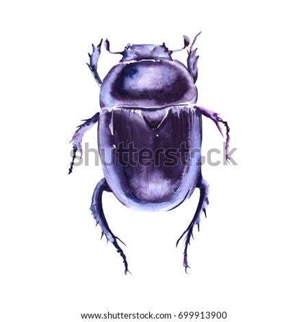 Beetle. Isolated on white background. Watercolor illustration.