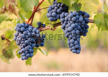 Shiraz grapes on young vine Royalty-Free Stock Photo #699914740