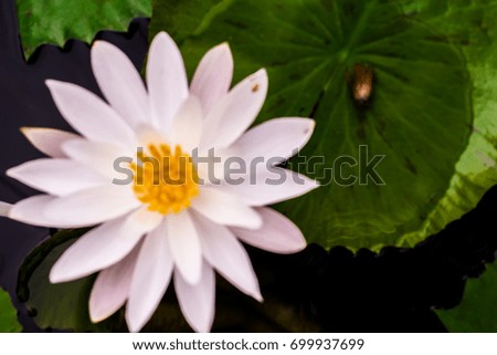 Blur white lotus flower background is the lotus leaf