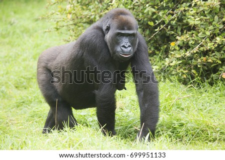 female western lowland gorilla, walking around