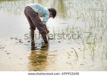 Indian farmer planting rice seedlings in the rice paddy field.  