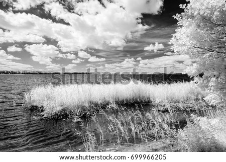 forest by the lake in hot summer day. tree leaves and reflections in water. infrared colored image monochrome
