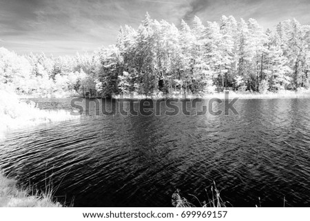 forest by the lake in hot summer day. tree leaves and reflections in water. infrared colored image monochrome