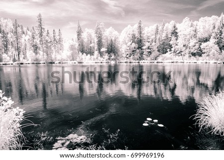 forest by the lake in hot summer day. tree leaves and reflections in water. infrared colored image - vintage pastel color effect monochrome