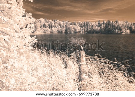 forest by the lake in hot summer day. tree leaves and reflections in water. infrared colored image - vintage pastel color effect