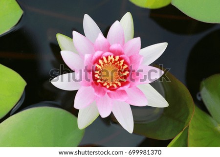 Pink lotus in the pool for design in your work.