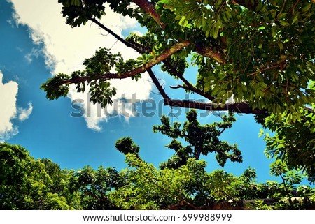 Pictures of the top of the tree against  the background of the blue sky.