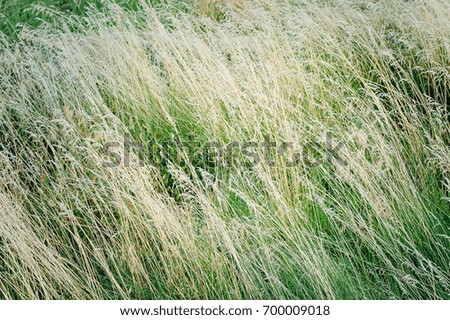Dry grass, texture. Beautiful herbal background.