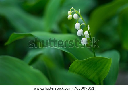 Lily of the valley flower in spring garden