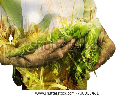 Farmer concept image. Double exposure of farmer holding corn and sundown on the plantation landscape. Agriculture Concept. Royalty-Free Stock Photo #700013461