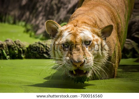 Tiger ambush , Tiger . Tiger lurking in the water