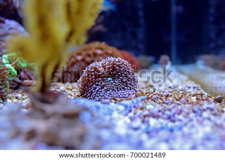Ricordea mushroom coral