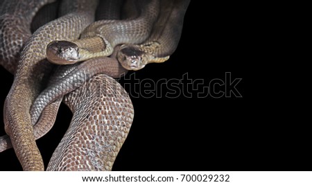 Dual Monocled Cobra Isolated on Black Background, Clipping Path