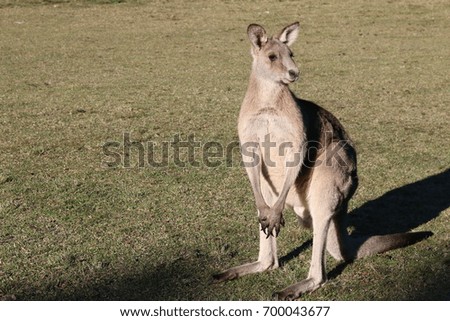 Kangaroo in the Park. Sydney Australia.