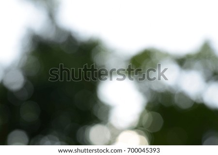 Blur and Bokeh in the green nature