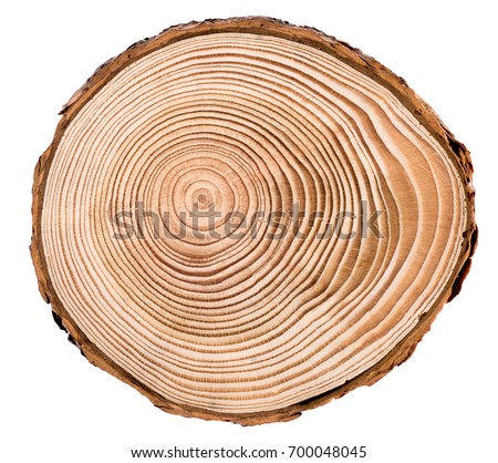 Cross section of larch tree trunk showing growth rings isolated on white background. Royalty-Free Stock Photo #700048045