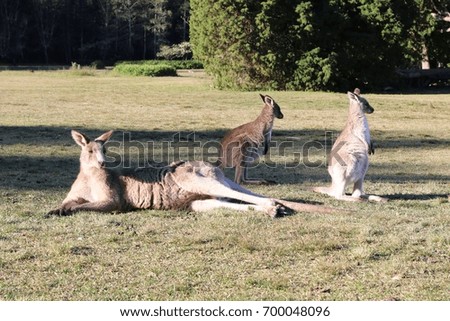Kangaroo lying in the garden.