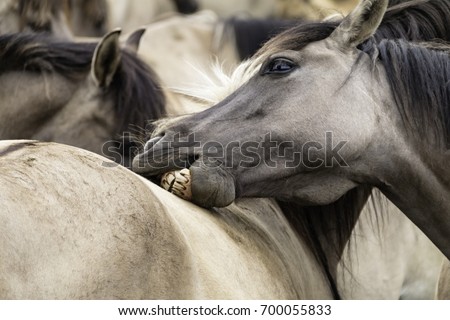 Peaceful togetherness, wild horses in Merfelder Bruch, Duelmen, North Rhine-Westphalia, June, Germany
