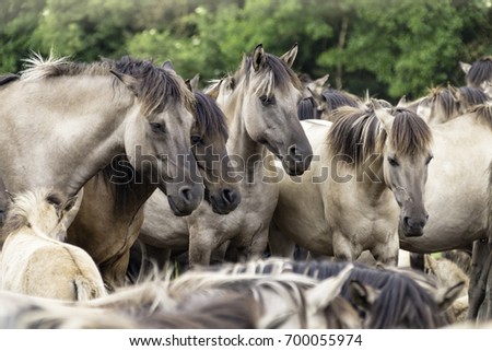 Peaceful togetherness, dozing wild horses in Merfelder Bruch, Duelmen, North Rhine-Westphalia, June, Germany