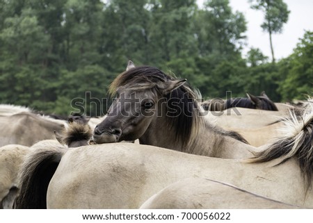 Social contact management, wild horses in Merfelder Bruch, Duelmen, North Rhine-Westphalia, June, Germany