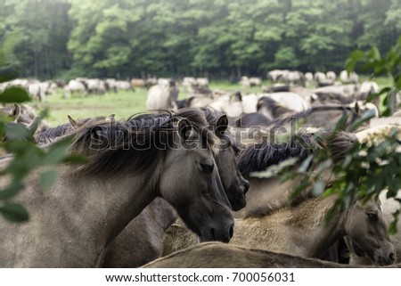 Wild horses at Merfelder Bruch, Duelmen, North Rhine-Westphalia, June, Germany
